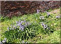 Bluebells by the entrance to Rosary Cemetery