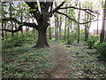 Path through the wood