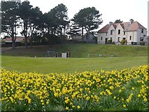 NT6778 : Daffodils by the Playpark at Parsons Pool Dunbar by Jennifer Petrie