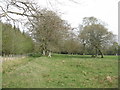 Pasture and trees near Whitecastle Farm