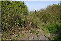 Overgrown railway track near Cupid