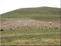 NT1145 : Sheep feeding on Shaw Hill by M J Richardson
