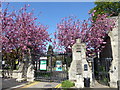 Blossom in Putney Lower Common Cemetery