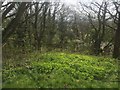 Spring growth, Ankerdine Hill