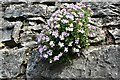 Ruthin: Castle Street: Plants growing in a boundary wall