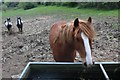 Horses in Mill Hill