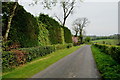 Tall hedge along Tamlaght Road