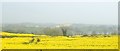 Oilseed rape on the ridge west of Acton Lake