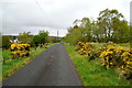 Comber Road, Ballynamullan