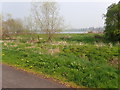 View NE across the Newry Canal to Acton Lake