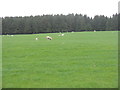 Sheep grazing by the Wooleyburn Strip