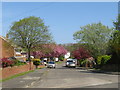 NZ3955 : Spring colour on Lambourne Road, Sunderland by Malc McDonald