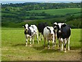 Pasture, Tregoney