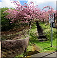 Steps between pink blossom, Abertysswg