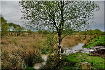 H5073 : Wetland, Killycurragh / Ballynamullan by Kenneth  Allen