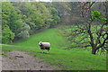 Sheep in field beside Joan Lane