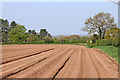 Potato field near Whiston Cross in Shropshire