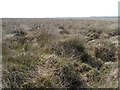 SW7318 : Rough heathland on Goonhilly Down by Philip Halling