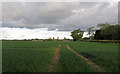 Looking over Arable Land to Billericay