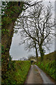 East Devon : Country Lane