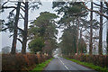 East Devon : Limers Lane