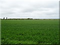 Crop field off Lydiate Lane (A5207)