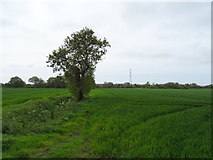 SD3503 : Drain and fields near Crisp's Farm by JThomas