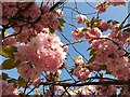 TQ2995 : Cherry Blossom, London N14 by Christine Matthews