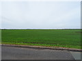 Flat farmland north of Causeway Lane