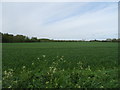 Crop field, Downholland Cross