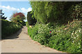 Whitfield Lane, South Petherton