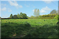 Field by Whitfield Lane, South Petherton