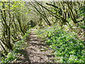 Bluebells alongside the path, Capel Duad