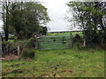 Llwybr Cors y Fran / Cors y Fran Path