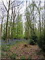 Bluebells in Cowleaze Wood