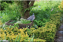NX6851 : Heritage Garden with Collared Dove, Broughton House by Billy McCrorie
