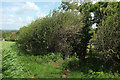 Footpath, South Petherton