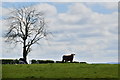 Tree and cattle, Crosh