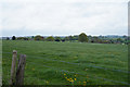 A lush crop of grass