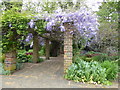 Wisteria in the Ada Salter Rose Garden, Southwark Park