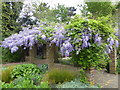 Wisteria in the Ada Salter Rose Garden, Southwark Park