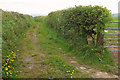 Green lane near Honeytor