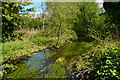 River Anton below Rooksbury Mill