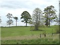 NT1678 : Parkland trees on the shores of the Firth by Oliver Dixon