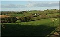 Sheep pasture near Wrimstone