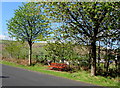 Roadside bench between trees, Abertysswg