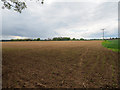 Field of Sugar beet