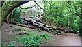 Fallen trees, Letham Glen