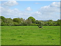 Grazing near Halghton Farm