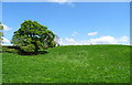 Hillside grazing near New Hall